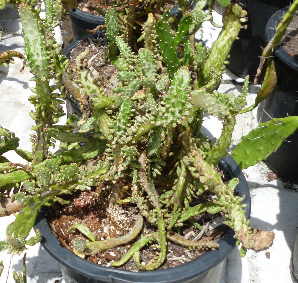 Opuntia maverick variegata 'Tricolor' The Cactus King